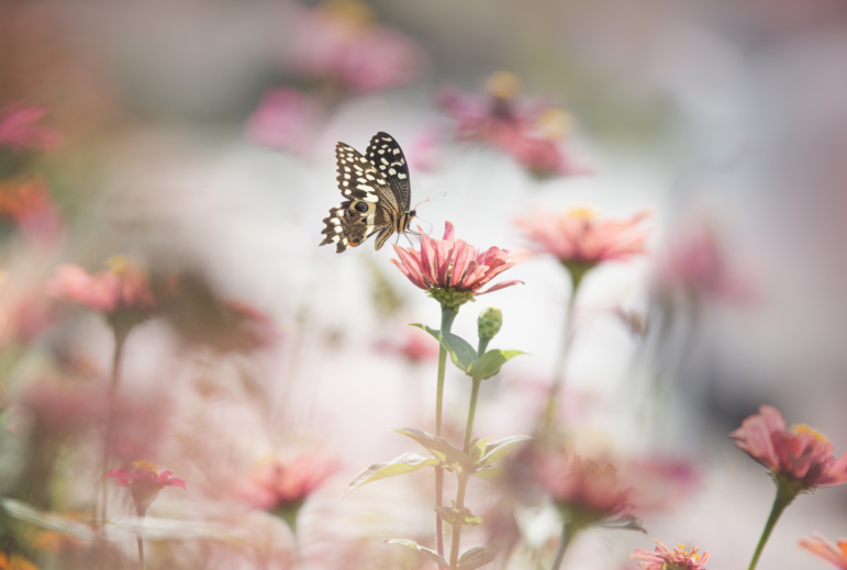A new report finds butterfly populations are declining in the U.S.
