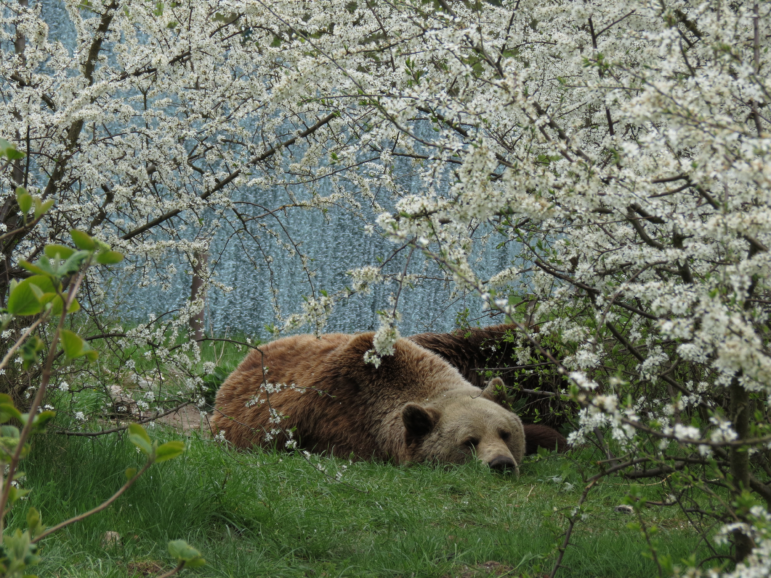 Bear Michal at Bear Sanctuary Mueritz in May 2015