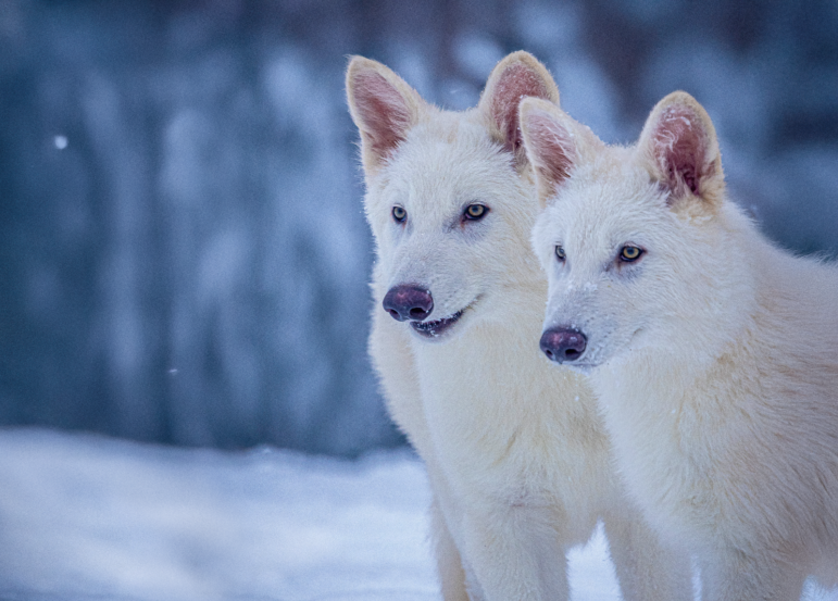 Romulus and Remus, the pups with dire wolf traits that were bred by Colossal Biosciences, are pictured at three months old. They have white fur and pink ears.