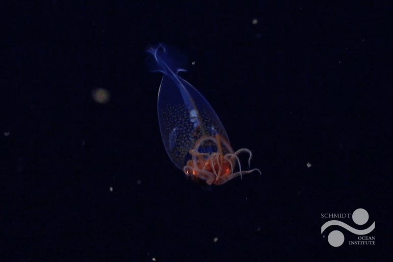 This is the first confirmed live observation of the colossal squid, Mesonychoteuthis hamiltoni, in its natural habitat. The team on Schmidt Ocean Institute's Research Vessel Falkor captured footage of the nearly one foot squid at a depth of 1,968 feet, using their remotely operated vehicle "SuBastian" on March 9, during an Ocean Census flagship expedition searching for new marine life.