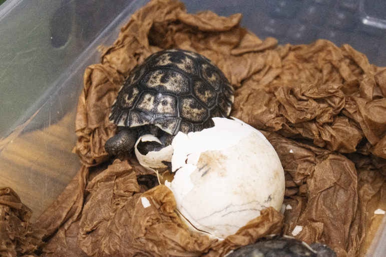 A Western Santa Cruz Galapagos tortoise hatchling is shown, one of four that hatched recently at the Philadelphia Zoo.