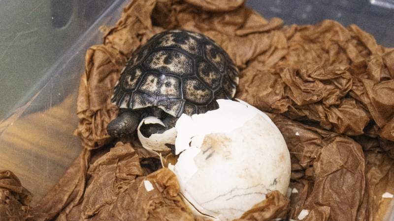 https://wbhm.org/wp-content/uploads/2025/04/galapagos-tortoise-eggs-hatching-5-800x450.png