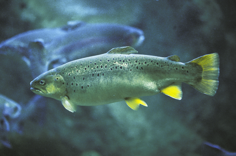 Atlantic Salmon, salmo salar, Adult, Quebec in Canada