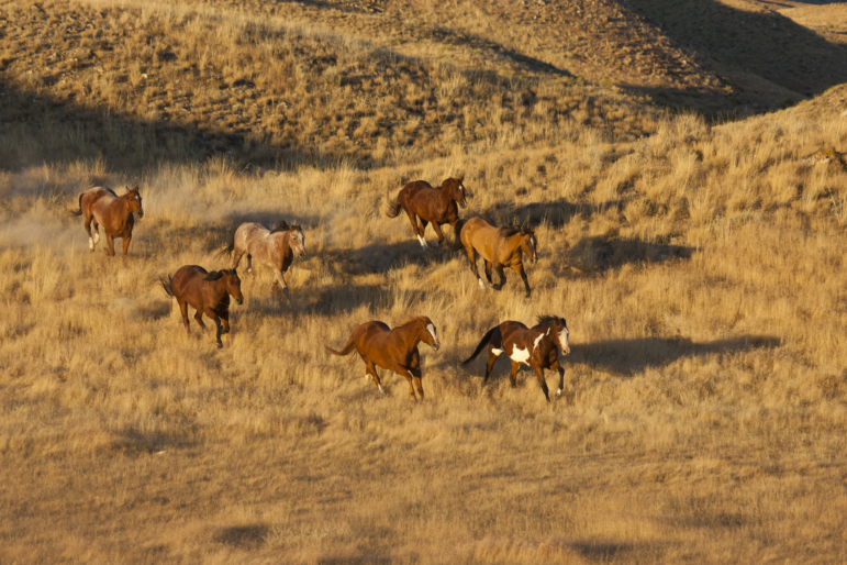 Horses are exceptional athletes, able to push their large bodies further and faster than many other animals.