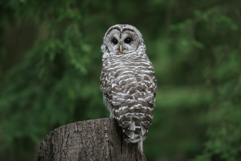 Northern spotted owls, like the one pictured here, are one of many species whose habitat was historically protected by the Endangered Species Act.