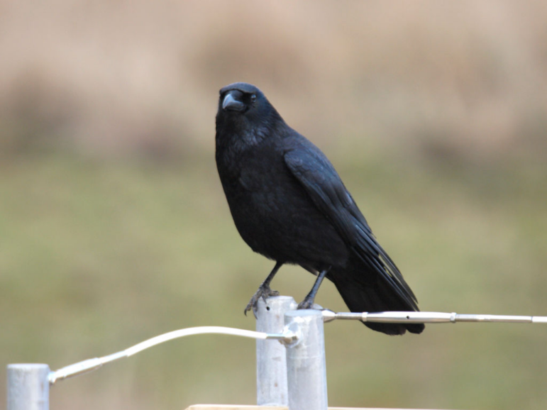 Carrion crows can distinguish some geometric shapes