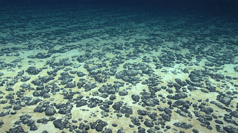 https://wbhm.org/wp-content/uploads/2025/04/seafloor-hires-800x450.png