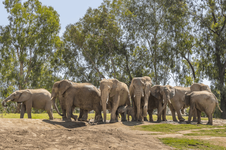Elephants at the San Diego Zoo Safari Park in Escondido, Calif., quickly formed an "alert circle" to protect their young following Monday's 5.2 magnitude earthquake.
