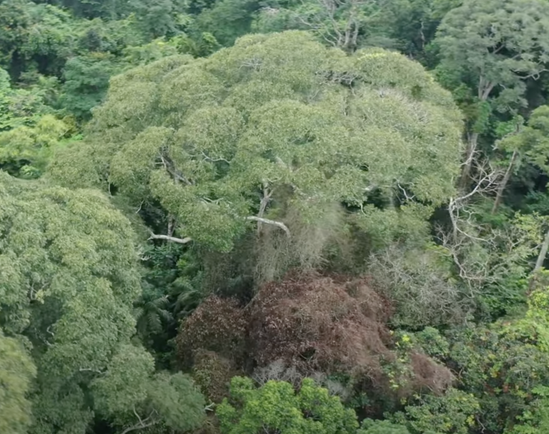 Researchers studying lightning's effects on Panama's forests found that one tree, Dipteryx oleifera, often survives being hit by lightning — and even benefits from the overall effects. One of the trees is seen here at center, four weeks after it was hit by a lightning strike that killed neighboring trees (the brown mass at lower center).