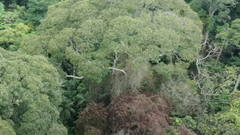 https://wbhm.org/wp-content/uploads/2025/04/tree-lightning-forest-800x450.png