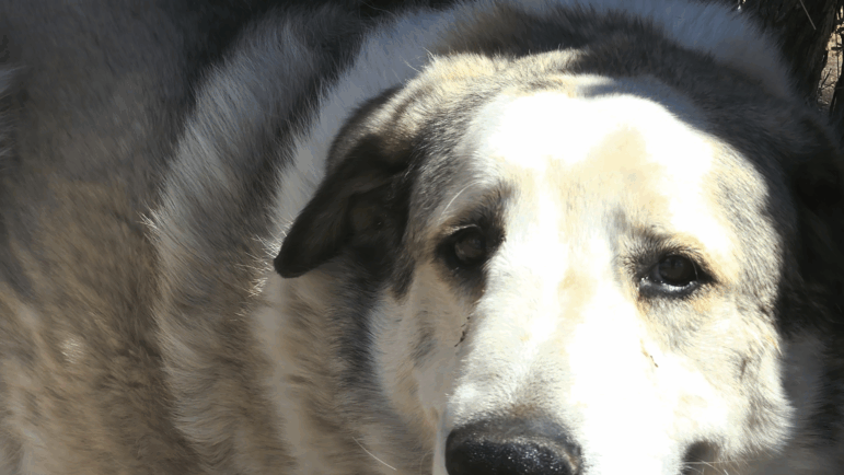 Buford, an Anatolian Pyrenees, found 2-year-old Boden Allen nearly seven miles from the boy's home.
