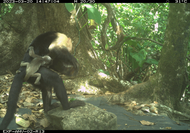 In this still from a wildlife camera, a one-to-two-day-old howler monkey infant clings to the body of a young capuchin monkey. Scientists say the capuchins are likely kidnapping the howler babies for their own amusement.