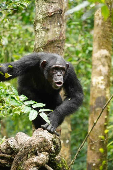 A team of researchers recorded thousands of vocalizations made by wild chimpanzees in the Taï National Park in Ivory Coast.