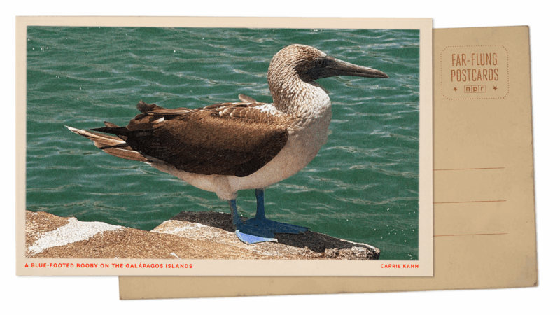 https://wbhm.org/wp-content/uploads/2025/05/postcard-kahn-800x450.png