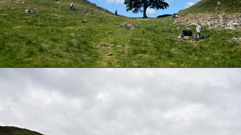 https://wbhm.org/wp-content/uploads/2025/05/sycamore-gap-tree-getty-800x450.png