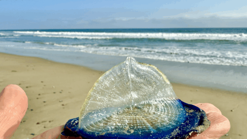 https://wbhm.org/wp-content/uploads/2025/05/velella-hand-held-800x450.png