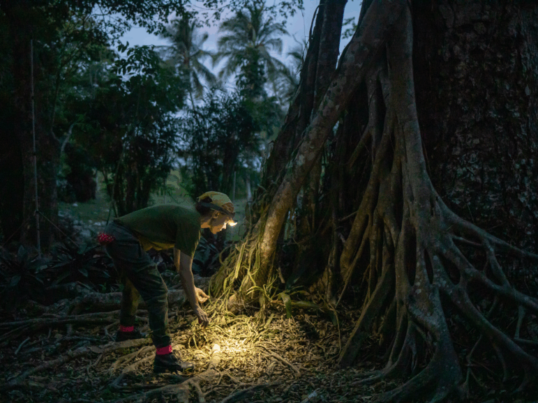Amanda Vicente Santos, a bat disease ecologist at the University of Oklahoma, inspects the base of a guanacaste tree in Belize where she intends to trap vampire bats later in the night. Scientists say they’ve developed an alternate method of tracking biodiversity that relies on the DNA that animals release into the environment, known as eDNA.