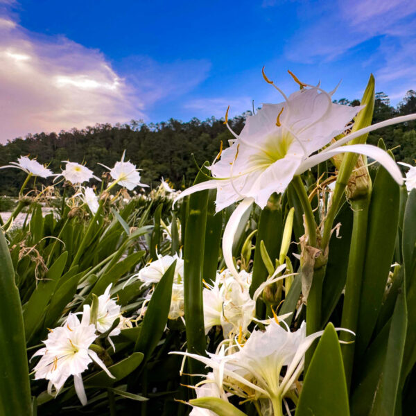 https://wbhm.org/wp-content/uploads/2025/06/Cahaba_lily_ICN_featured-600x600.jpg