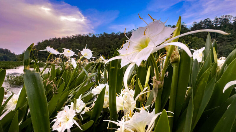 https://wbhm.org/wp-content/uploads/2025/06/Cahaba_lily_ICN_featured-800x450.jpg