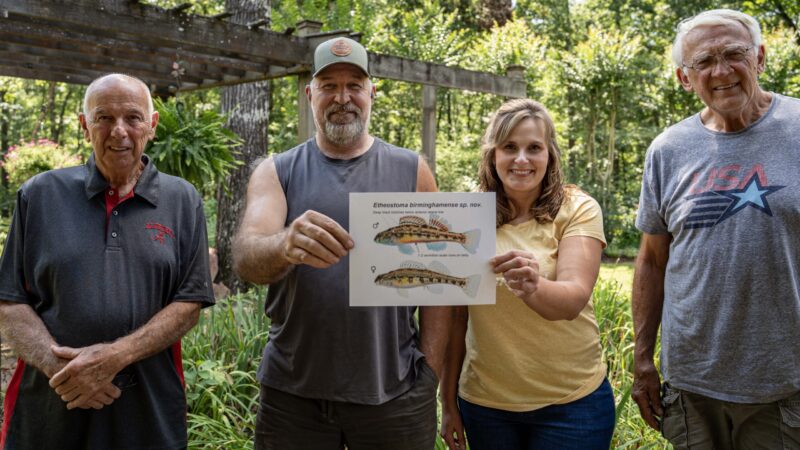 https://wbhm.org/wp-content/uploads/2025/06/Darter_Bessemer_ICN-scaled-e1750099911383-800x450.jpg