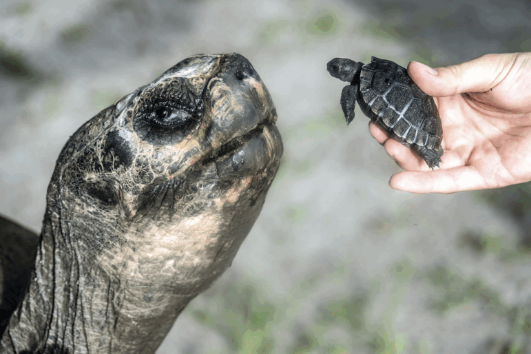 In this image provided by Zoo Miami, Goliath, a 517-pound (234-kilogram) Galapagos tortoise at Zoo Miami, meets his first offspring on June 12, 2025 in Miami.
