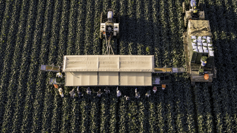 In this file photo, an aerial view shows farm workers harvesting broccoli near the U.S.-Mexico border on March 9, 2024, in Yuma, Ariz.