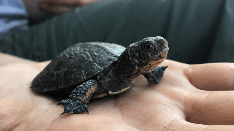 https://wbhm.org/wp-content/uploads/2025/06/juvenile-pond-turtle-crop-captured-at-a-bullfrog-free-site-copy-800x450.png