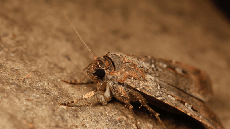 https://wbhm.org/wp-content/uploads/2025/06/moth-800x450.png
