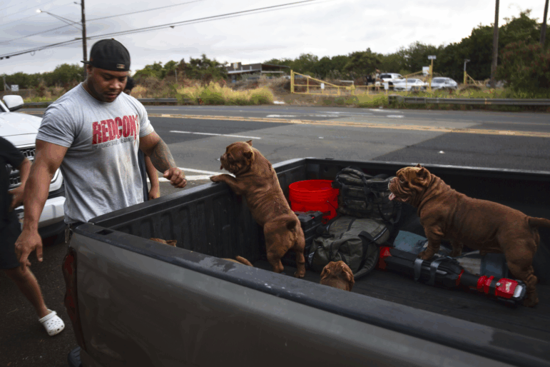 A man evacuates a truck with dogs in the back to the side of the road.