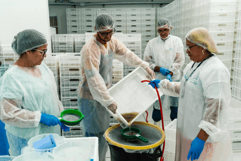 Workers of Joinville Wolbaccia BioIndustry work in the multiplication of eggs during an afternoon. Joinville, Brazil. Dec 16, 2024. Photo: ian Cheibub