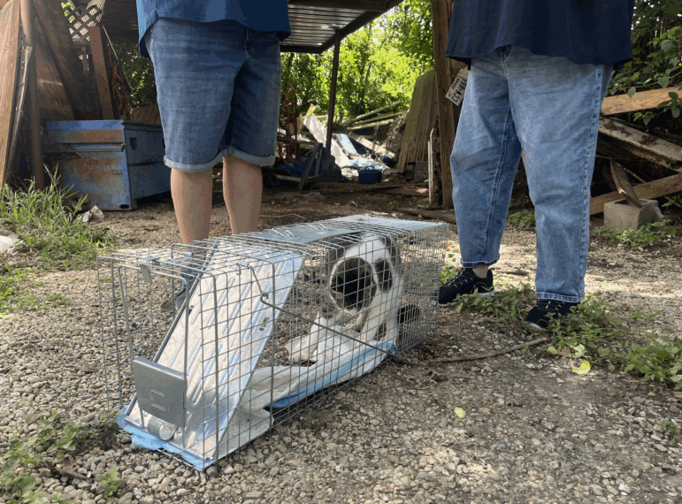 Rambo the cat thrashes in a cat trap near his home in Ingram, Texas on Thursday, July 10. Rambo had been missing for almost a week after the catastrophic flooding in central Texas.