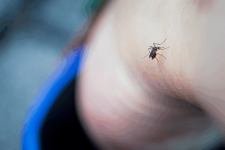 A macro photo of a mosquito on an exposed ankle, with the person's heel and shoe blurred in the background.