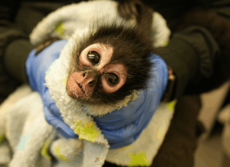 A young Mexican spider monkey, wrapped in a blanket and held in a person's gloved hands, gazes into the camera.
