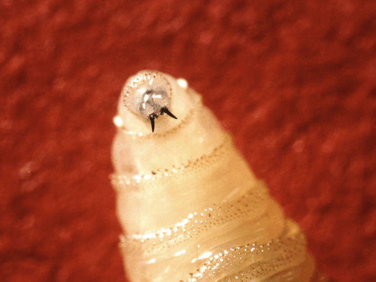 Close-up of a New World screwworm larva.