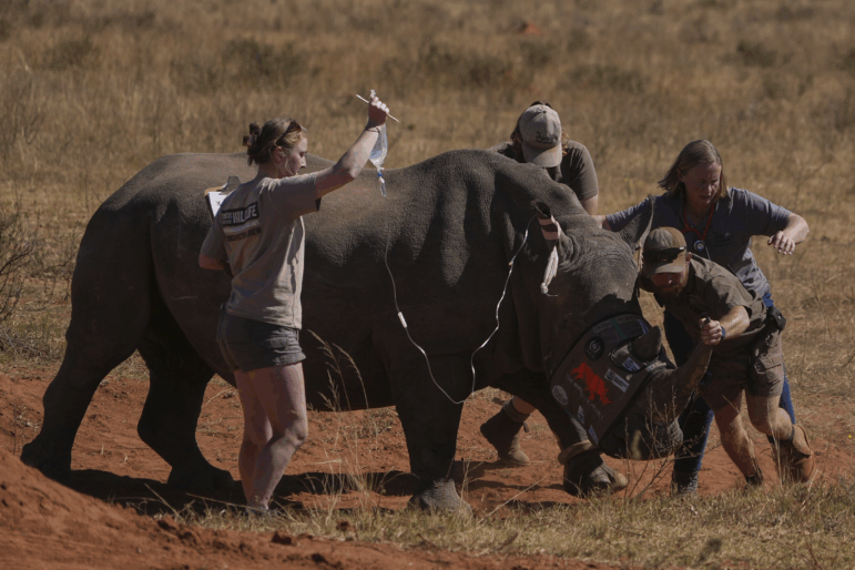 A sedated rhino is being prepared before a hole is drilled into its horn and isotopes carefully inserted, at a rhino orphanage in Mokopane, South Africa, Thursday, July 31, 2025.