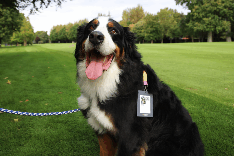 A dog poses for a photo on Sept. 6, 2023 in Straffan, Ireland.