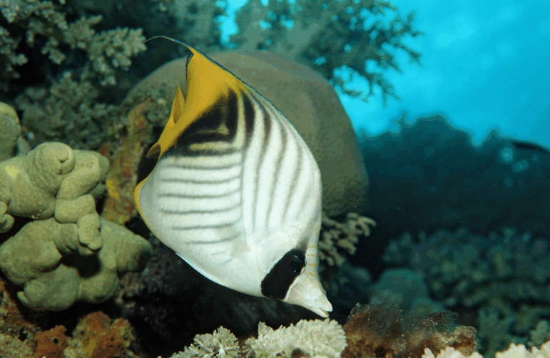 A threadfin butterflyfish swims though the Red Sea.