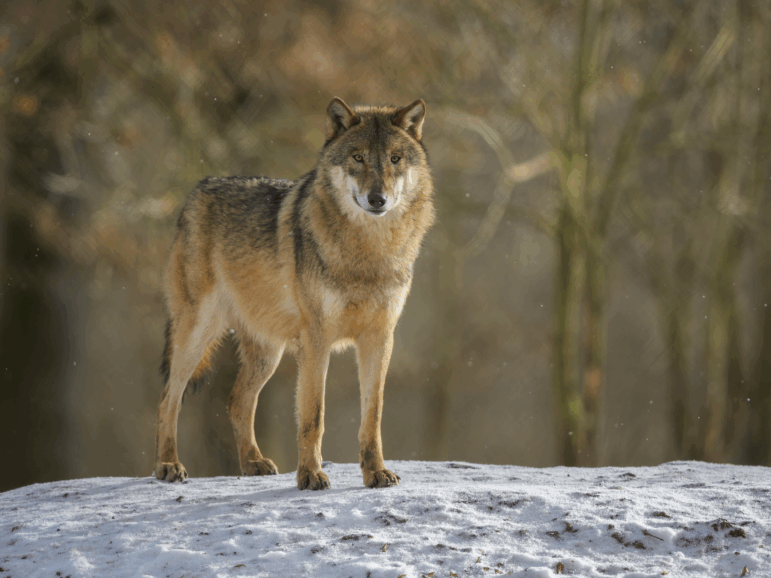 Gray Wolf, Canis lupus lupus, in Winter