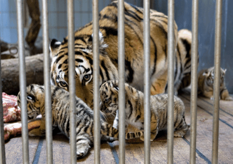 Gara, a Siberian tiger, cares for her newborn cubs at the Aalborg Zoo in Denmark in 2008.