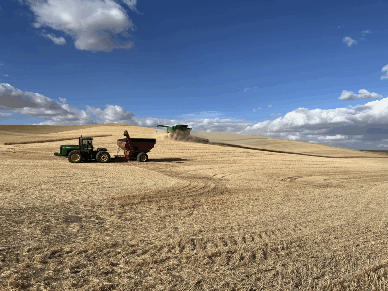 Wheat being harvested in eastern Washington state