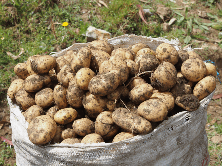 Potatoes — both the wild species and the domesticated ones we buy at the grocery store — evolved from a chance hybridization between two plants some nine million years ago.