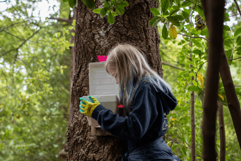 Mila McKenzie, now age 13, peers into an animal trap affixed to tree in a park in Dunedin, New Zealand. Her student-led group plants trees and traps invasive animals that are killing native birds.