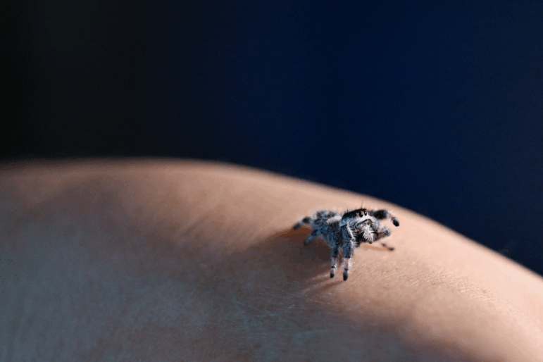 One of Heather Mulligan’s jumping spiders crawls on her hand in Surprise, Arizona, U.S. September 15, 2025. Mulligan