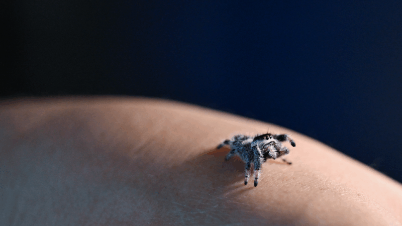 https://wbhm.org/wp-content/uploads/2025/09/20250923-npr-spiders0060-800x450.png