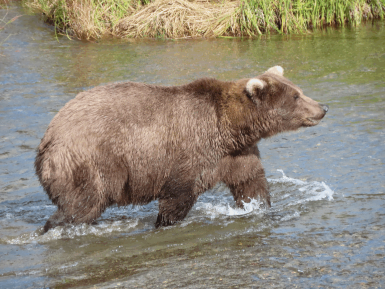 A female brown bear named 909, known for her blond ears and fishing skills, is seen last fall in the Brooks River in Katmai National Park. As the park's bears pack on pounds to prepare for hibernation, online voters choose a winner in the annual Fat Bear Week bracket tournament.