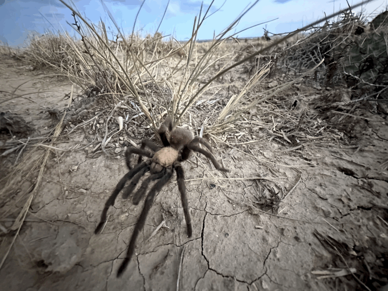 A male tarantula looks for a mate on the plains near La Junta, Colo., Friday, Sept. 27, 2024.