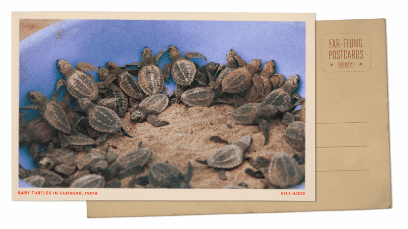 https://wbhm.org/wp-content/uploads/2025/09/farflungpostcard-dhadid-800x450.png