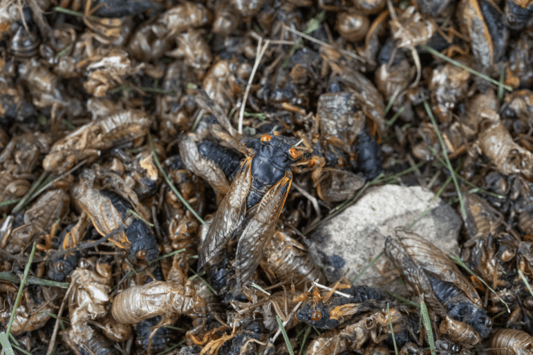 Cicadas from a 17-year cicada brood and shells shed by cicada nymphs sit at the base of a tree on May 29, 2024, in Park Ridge, Ill.