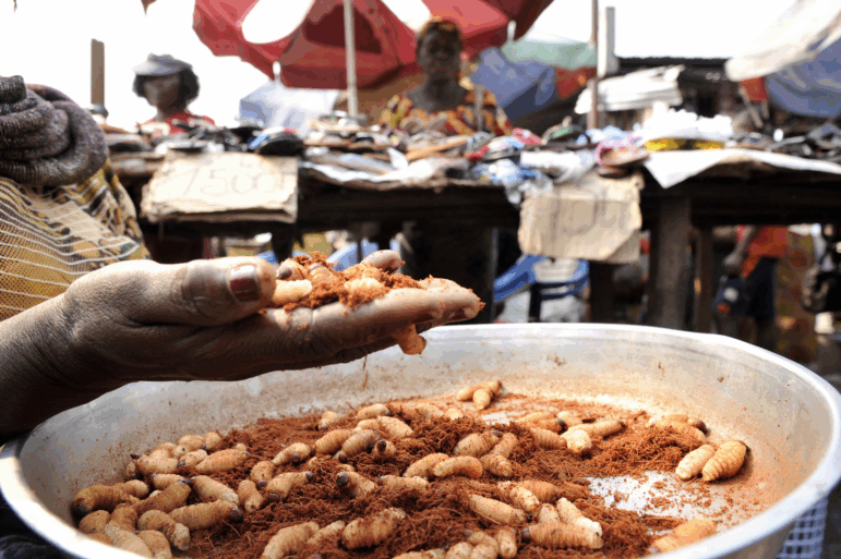 A vendor holds big weevil larvae at Kinshasa's Gambela market. At Gambela market, people can find insects for all tastes : big weevil larvae leaving a smoothness feeling in the mouth, slightly crunchy caterpillars or termites cracking between your teeth