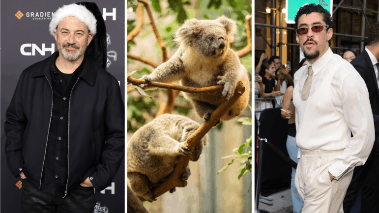 From left: Jimmy Kimmel, koalas, Bad Bunny.
